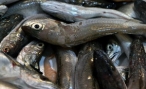 Волгоградские полицейские ликвидировали незаконный «рыбный трафик»
