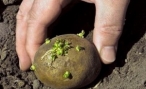Волгоградское отделение Россельхознадзора проверяет картофель на предмет заражения