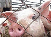 Жители карантинной зоны Ольховского района получат компенсации за убитых свиней