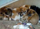 Благотворительный вечер в волгоградском приюте для бездомных животных «Дино» пройдет 14 августа