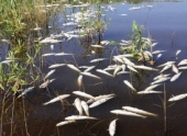 В Волгограде из-за аномальной жары гибнет рыба