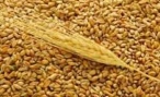 В Волгоградской области собрано более 3,3 млн тонн зерна