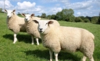 В волгоградской области загадочным образом пропало целое стадо овец