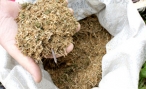 В Волгограде продавец оптовой базы распространяла марихуану