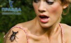 Боязнь насекомых: фобия или болезнь