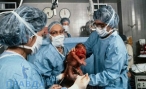 Впервые женщина с пересаженной маткой родила ребенка
