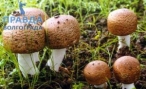 Альтернативное лечение рака грибами — Nazdorovye