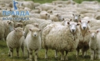 Полицейскими так не обнаружена отара овец, заблудившаяся под Волгоградом