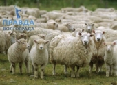 Полицейскими так не обнаружена отара овец, заблудившаяся под Волгоградом Полицейскими так не обнаружена отара овец, заблудившаяся под Волгоградом