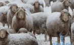 Пенсионерка под Волгоградом увела стадо овец для последующей продажи