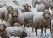Пенсионерка под Волгоградом увела стадо овец для последующей продажи