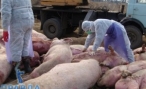 Под Волгоградом из-за чумы уничтожат две тысячи свиней