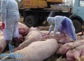 Под Волгоградом из-за чумы уничтожат две тысячи свиней Под Волгоградом из-за чумы уничтожат две тысячи свиней
