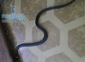 В Волгоградском здании автовокзала обнаружили живую змею В Волгоградском здании автовокзала обнаружили живую змею
