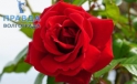 Божественный аромат роз спровоцировал вирус