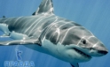 Самые большие акулы на земле вовсе не хищники