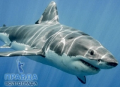 Самые большие акулы на земле вовсе не хищники Самые большие акулы на земле вовсе не хищники