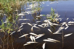 В Волгограде из-за аномальной жары гибнет рыба