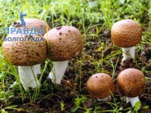 лечение рака грибами