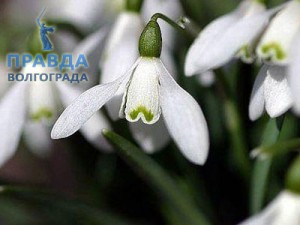 облава торговцев