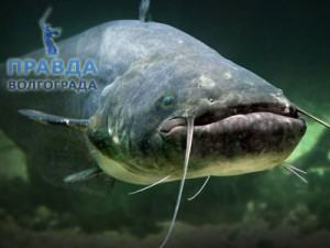 Подводная охота в Астрахани